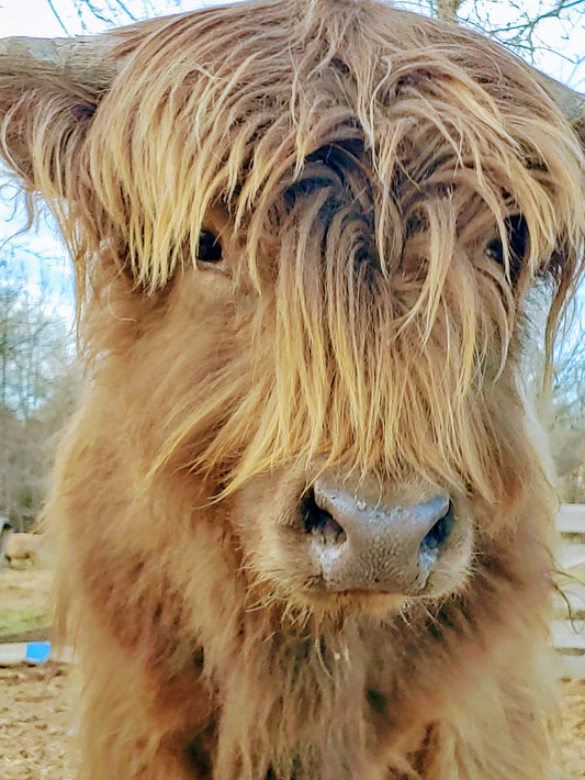 Highland Dun Bull 'Cookie' seeking new pastures