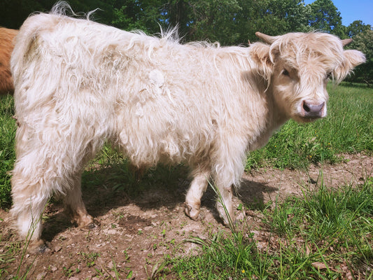 Silver Highland Bull Calf - Small frame