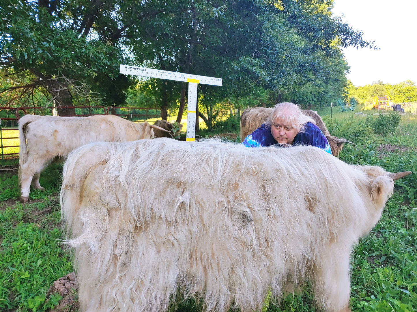 Silver Highland Bull Calf - Small frame