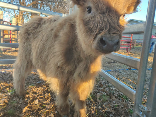 Dunn Highland Bull Calf - Mini size