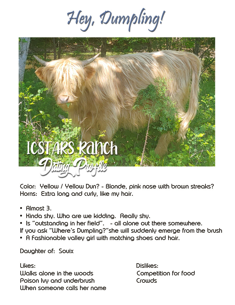 Dumpling - Yellow Highland Cow