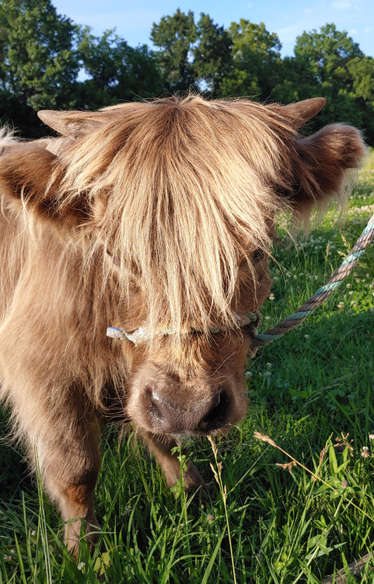 Dunn Highland Bull