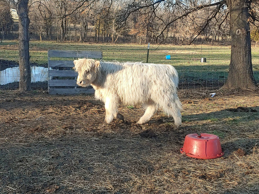 Silver Highland Bull Calf - Small frame
