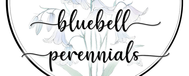 Bluebell Perennials