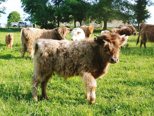 Dunn Highland Bull Calf - Mini size