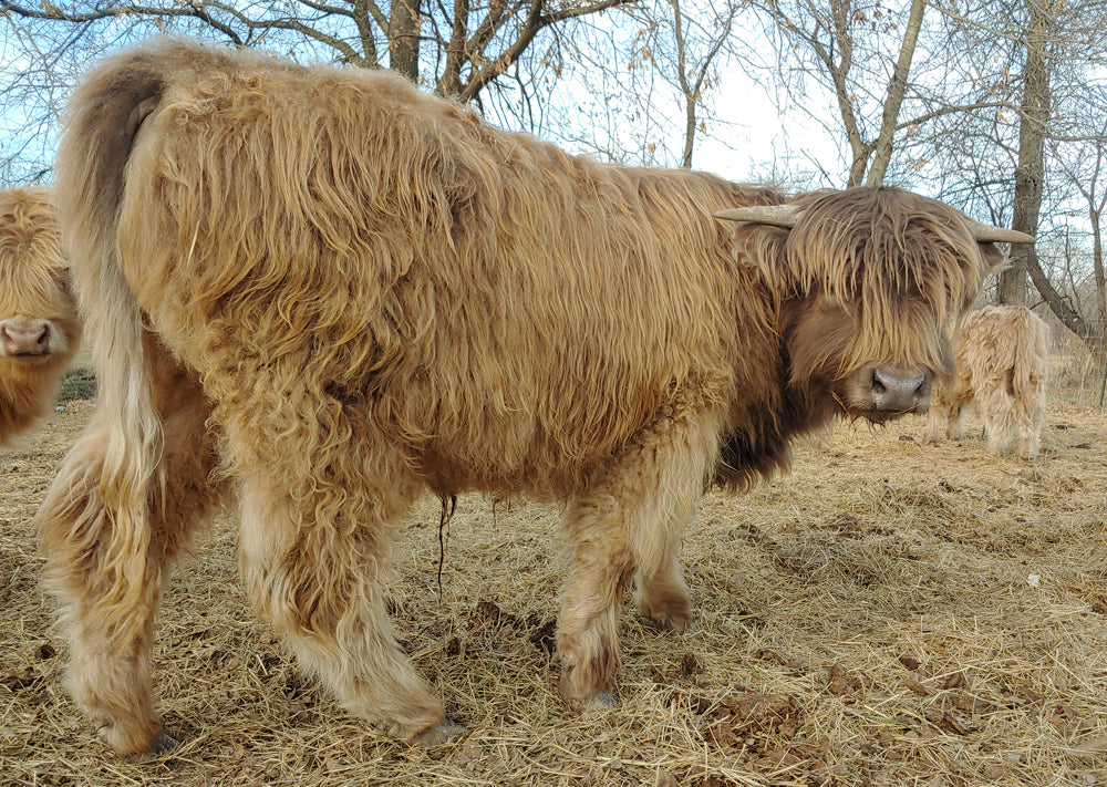 Yearling Dun Bull 100% full bred Highland