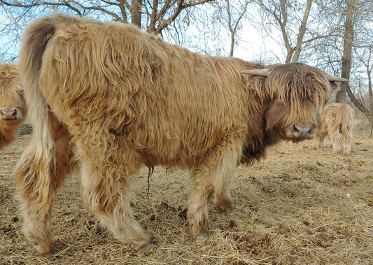 Yearling Dun Bull 100% full bred Highland