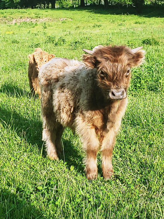 Dunn Highland Bull Calf - Mini size