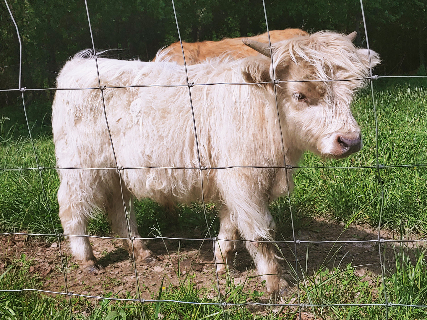 Silver Highland Bull Calf - Small frame