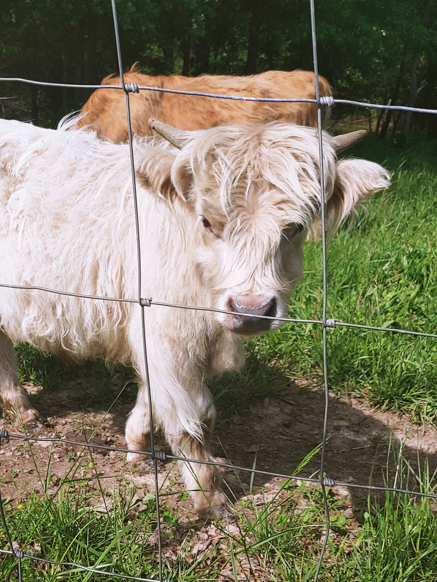 Silver Highland Bull Calf - Small frame