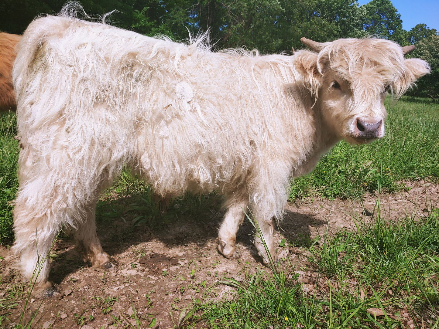 Silver Highland Bull Calf - Small frame