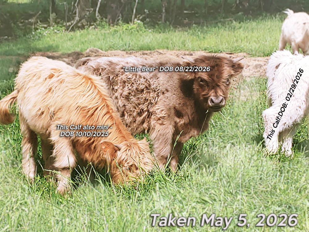 Dunn Highland Bull Calf - Mini size