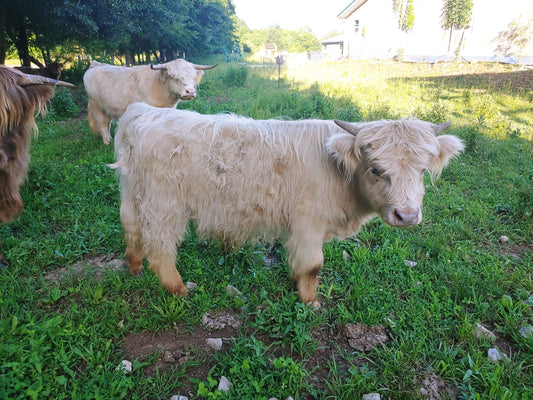 Silver Highland Bull Calf - Small frame
