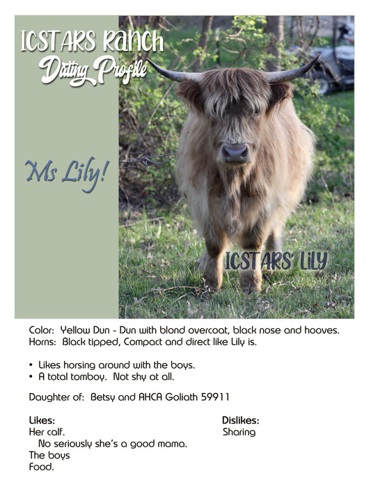 Lily - Yellow Dun Highland Cow