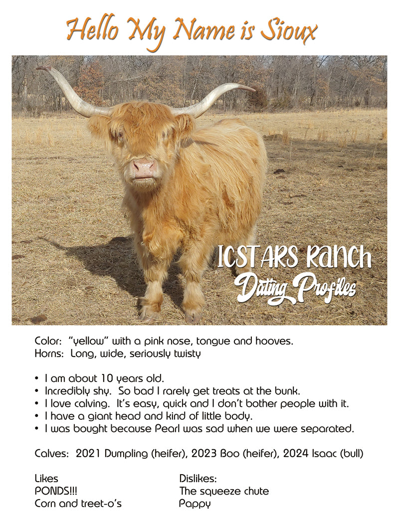 SOUIX - Yellow Highland Cow