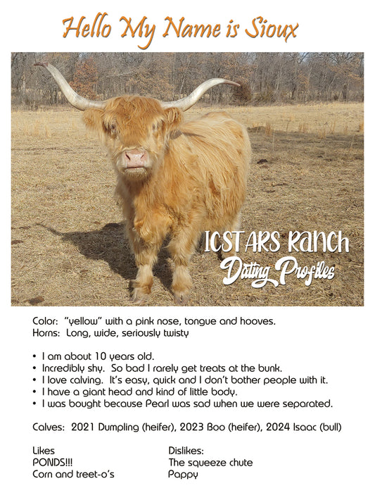 SOUIX - Yellow Highland Cow