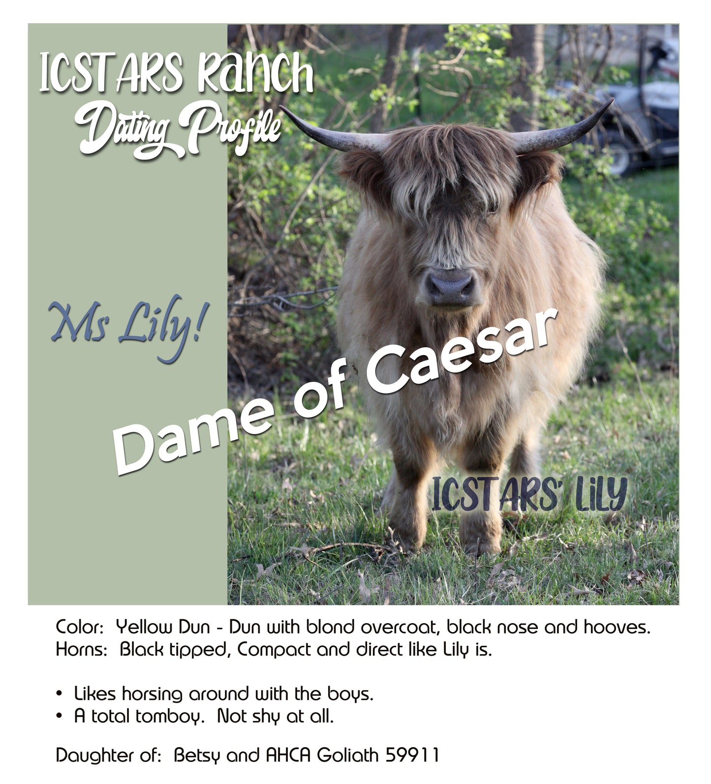 Silver Highland Bull Calf - Small frame