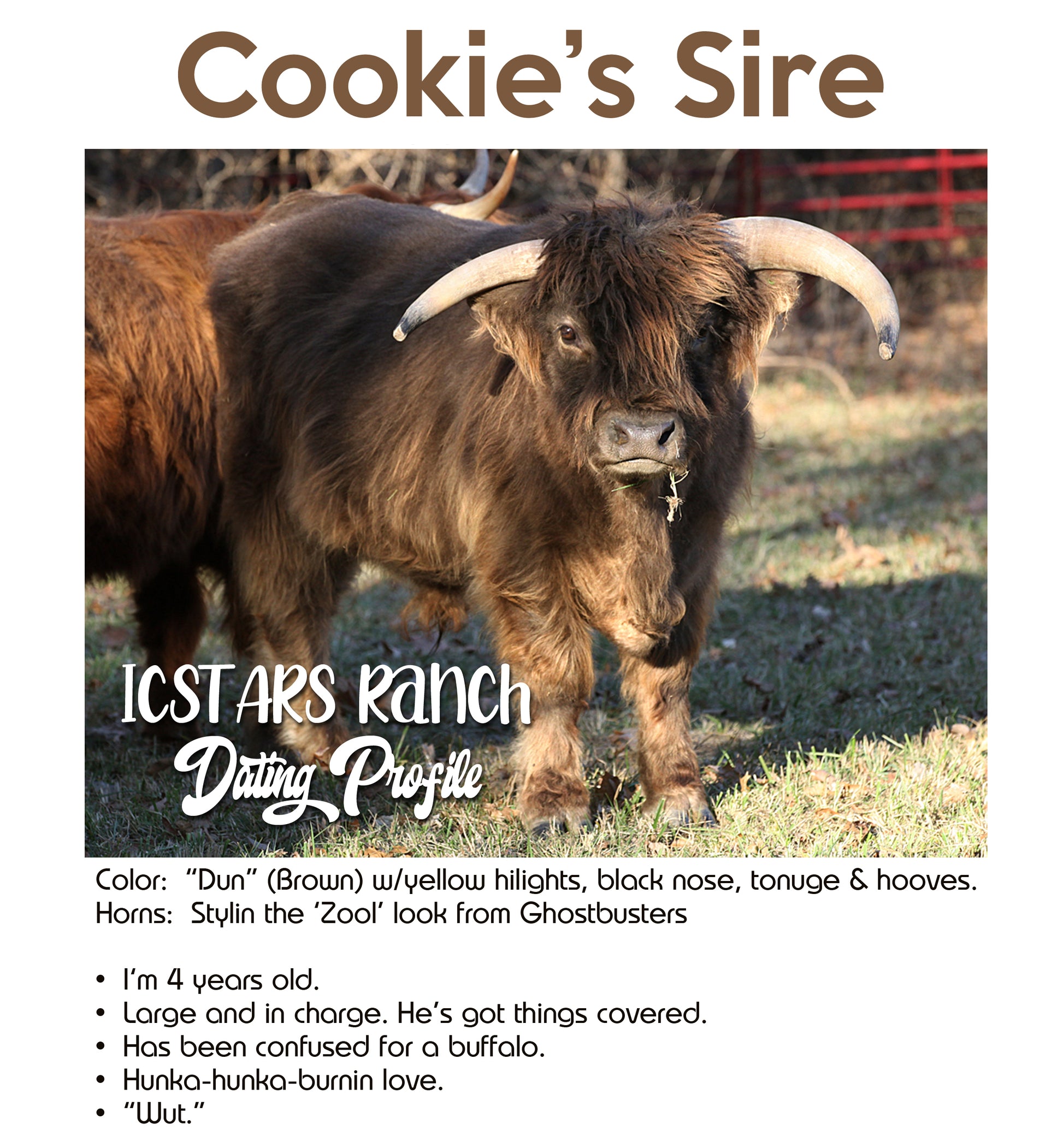 Cookie's sire, AHCA Pappy