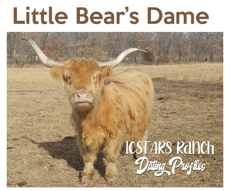 Dunn Highland Bull Calf - Mini size