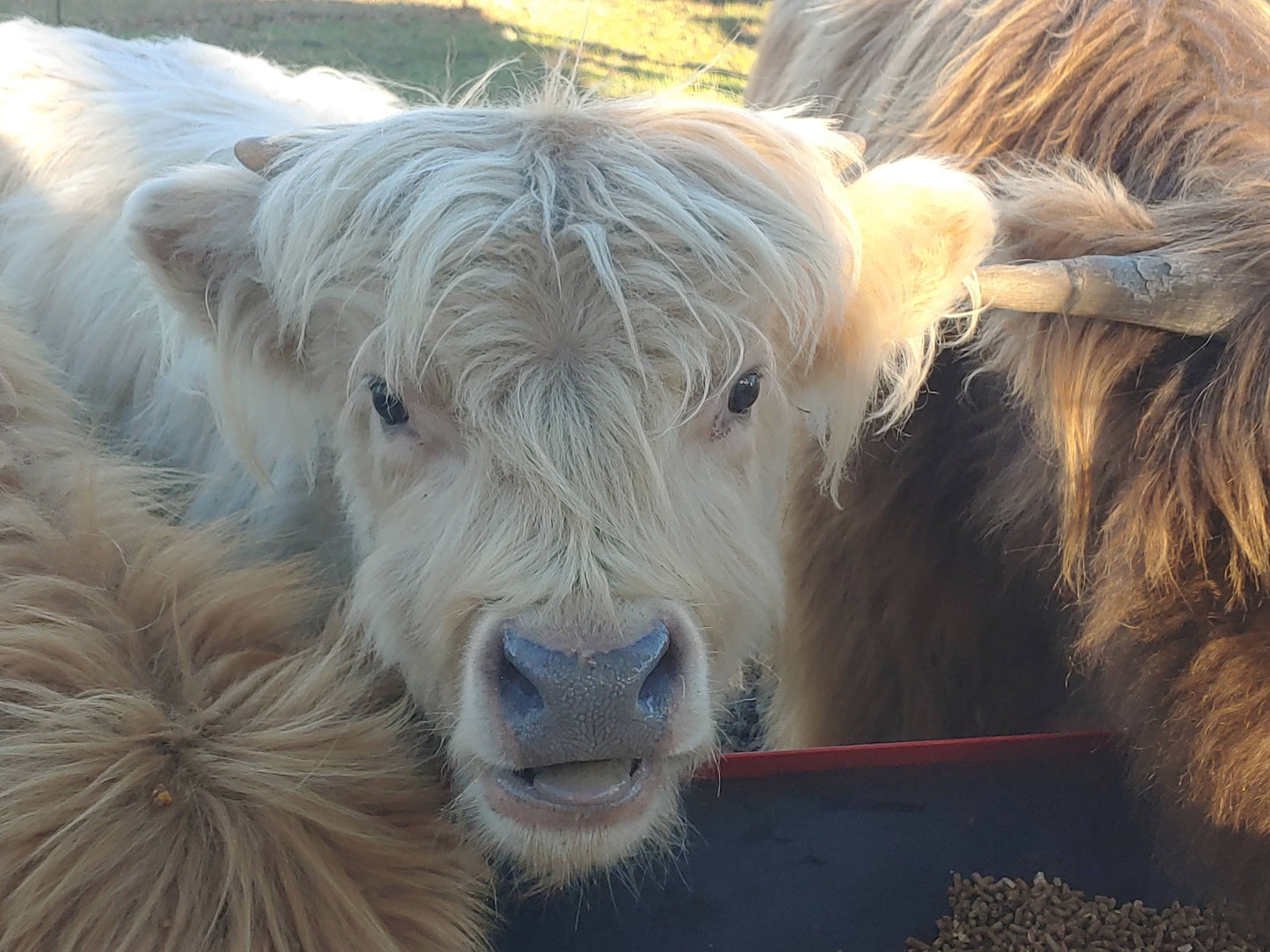 Silver Highland Bull Calf - Small frame