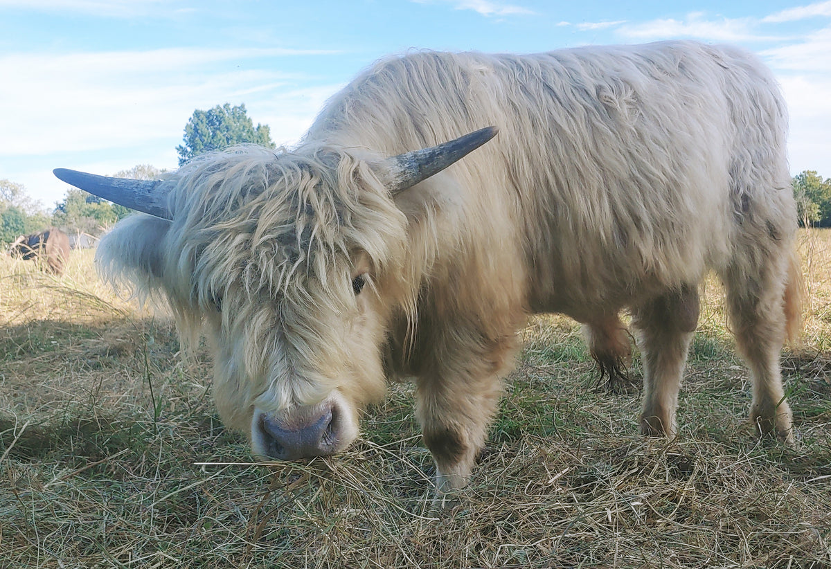 Silver Highland Bull Calf - Small frame