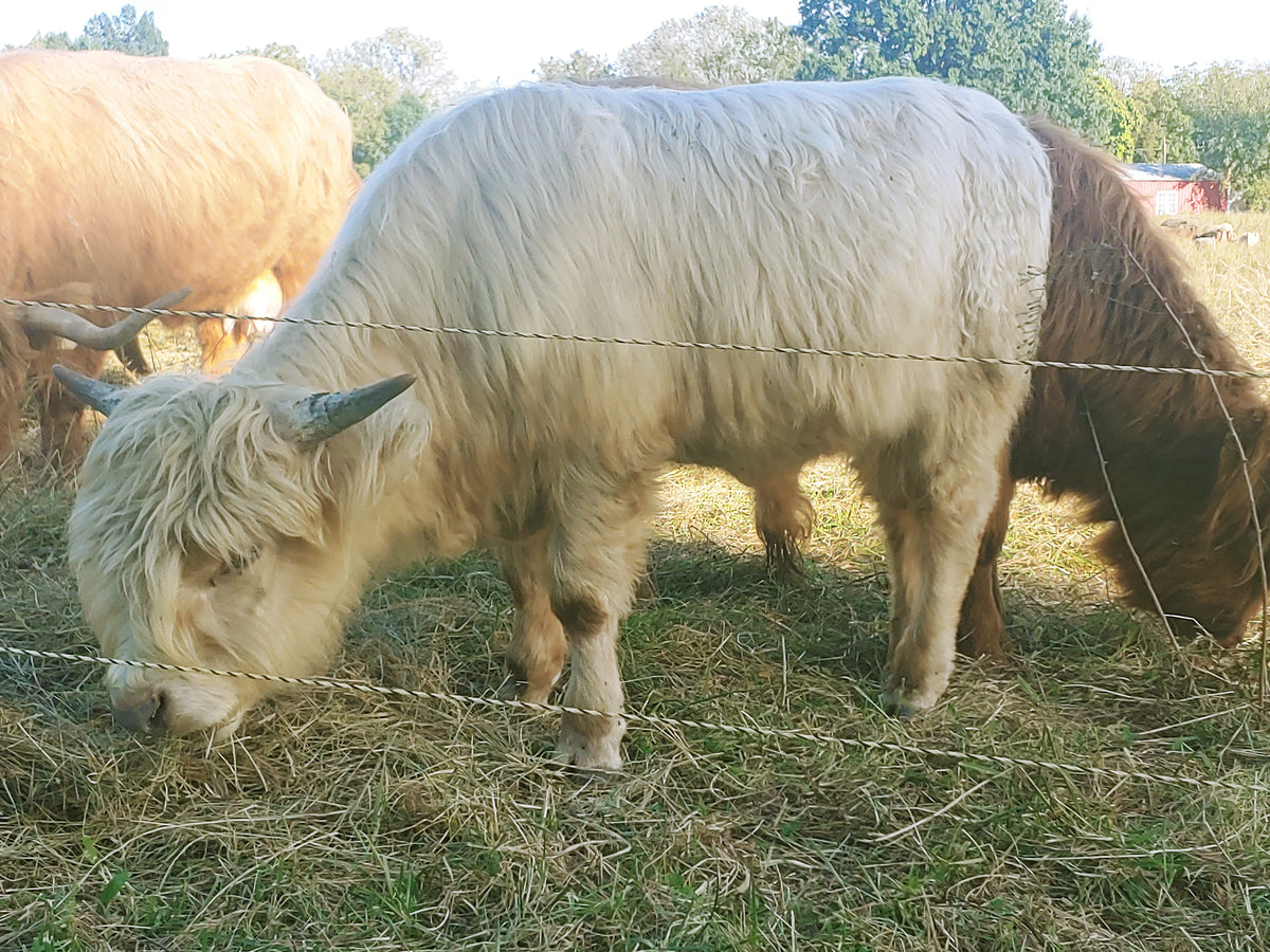Silver Highland Bull Calf - Small frame