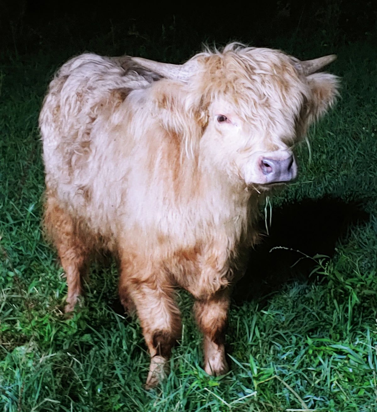 Silver Highland Bull Calf - Small frame