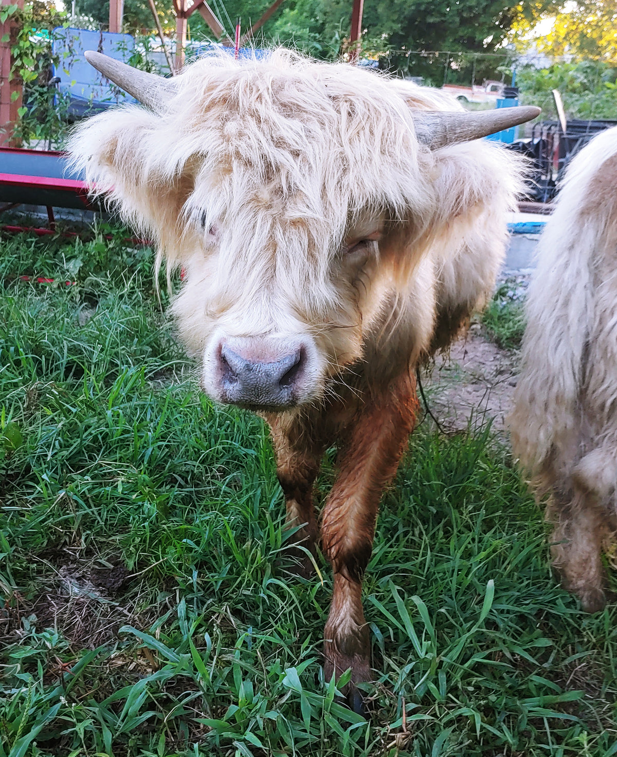 Silver Highland Bull Calf - Small frame