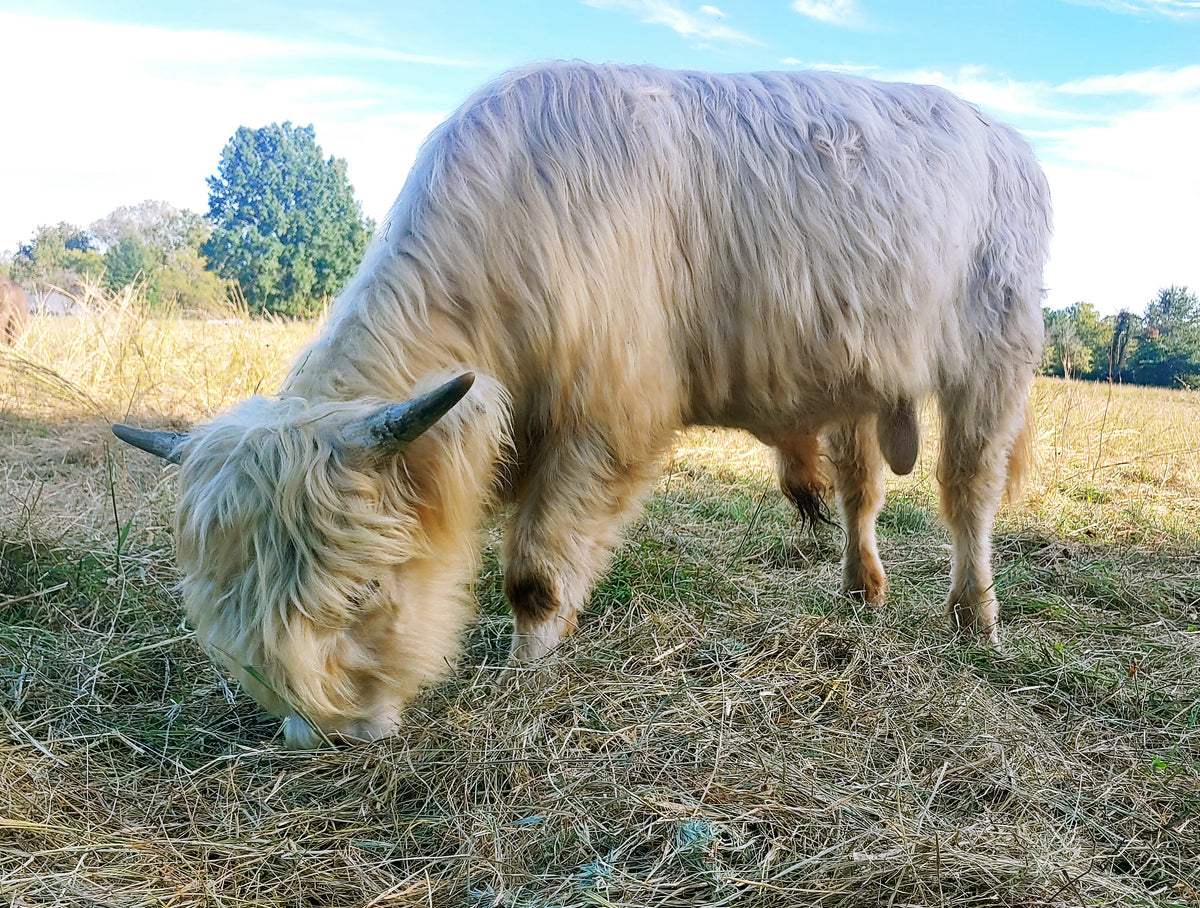 Silver Highland Bull Calf - Small frame
