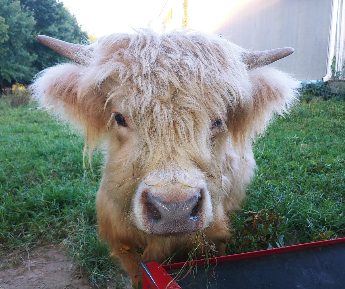 Silver Highland Bull Calf - Small frame