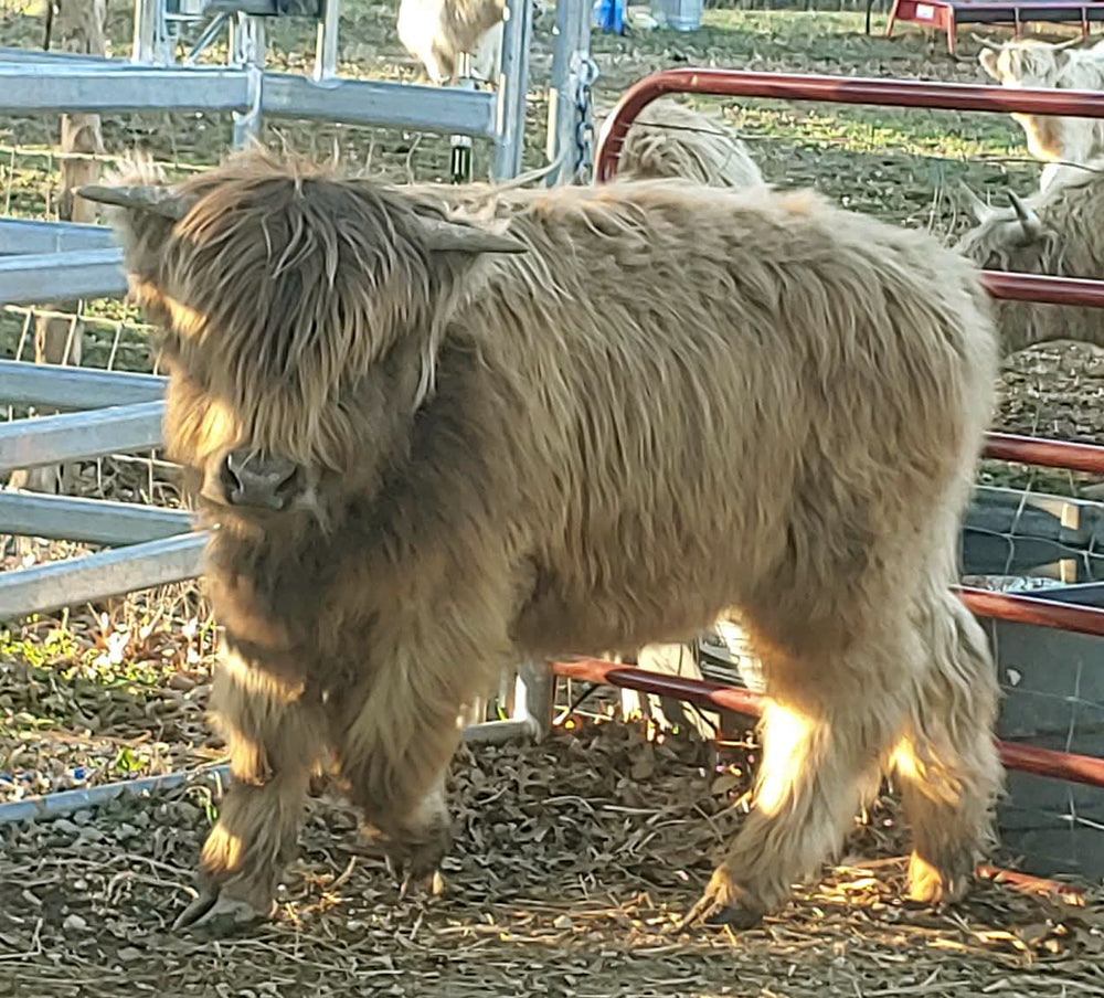 Dun Yearling Bull 'Cookie'