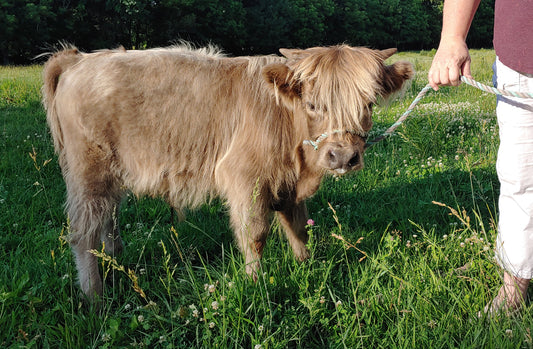 Dunn Highland Bull