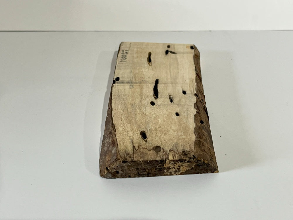 Spalted Maple Knife Scale Hardwood Plank (Unstabilized) 100027