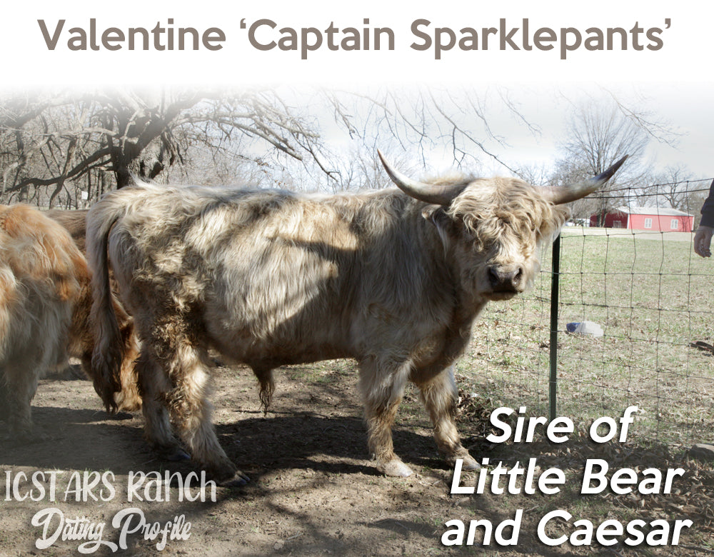 Dunn Highland Bull Calf - Mini size