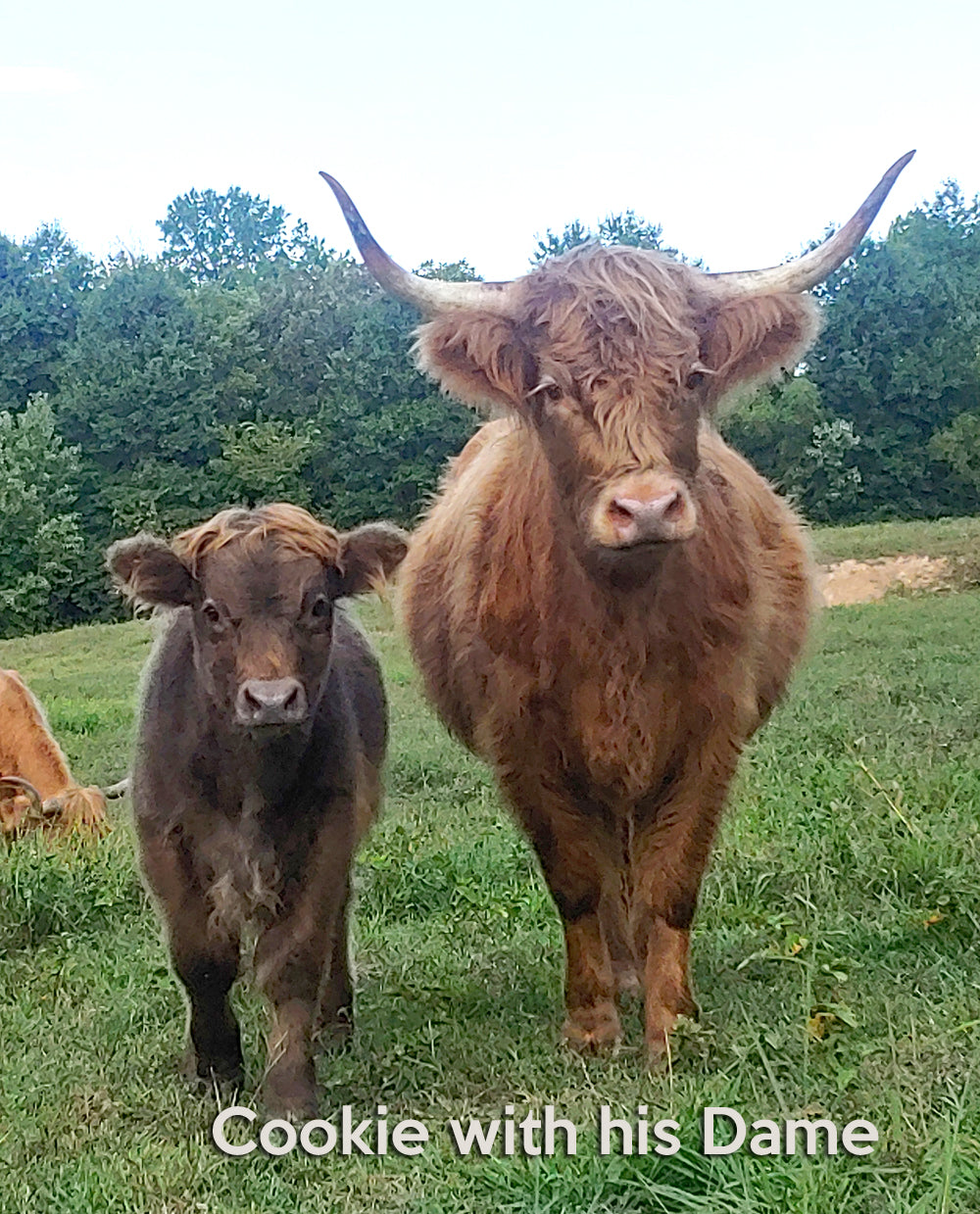 Dun Highland Bull Calf pictured with his full frame yellow Highland Dame.  