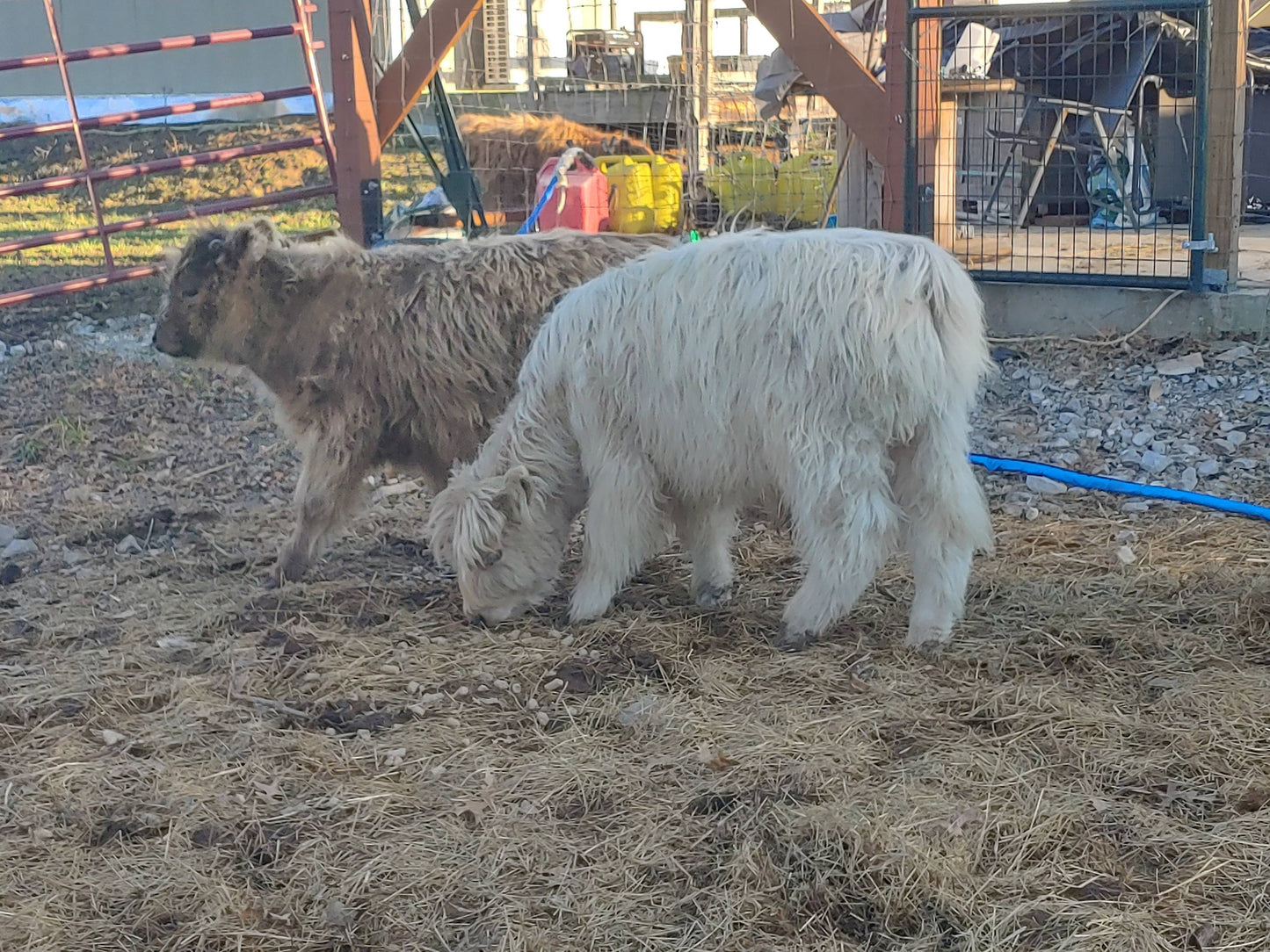 Silver Highland Bull Calf - Small frame