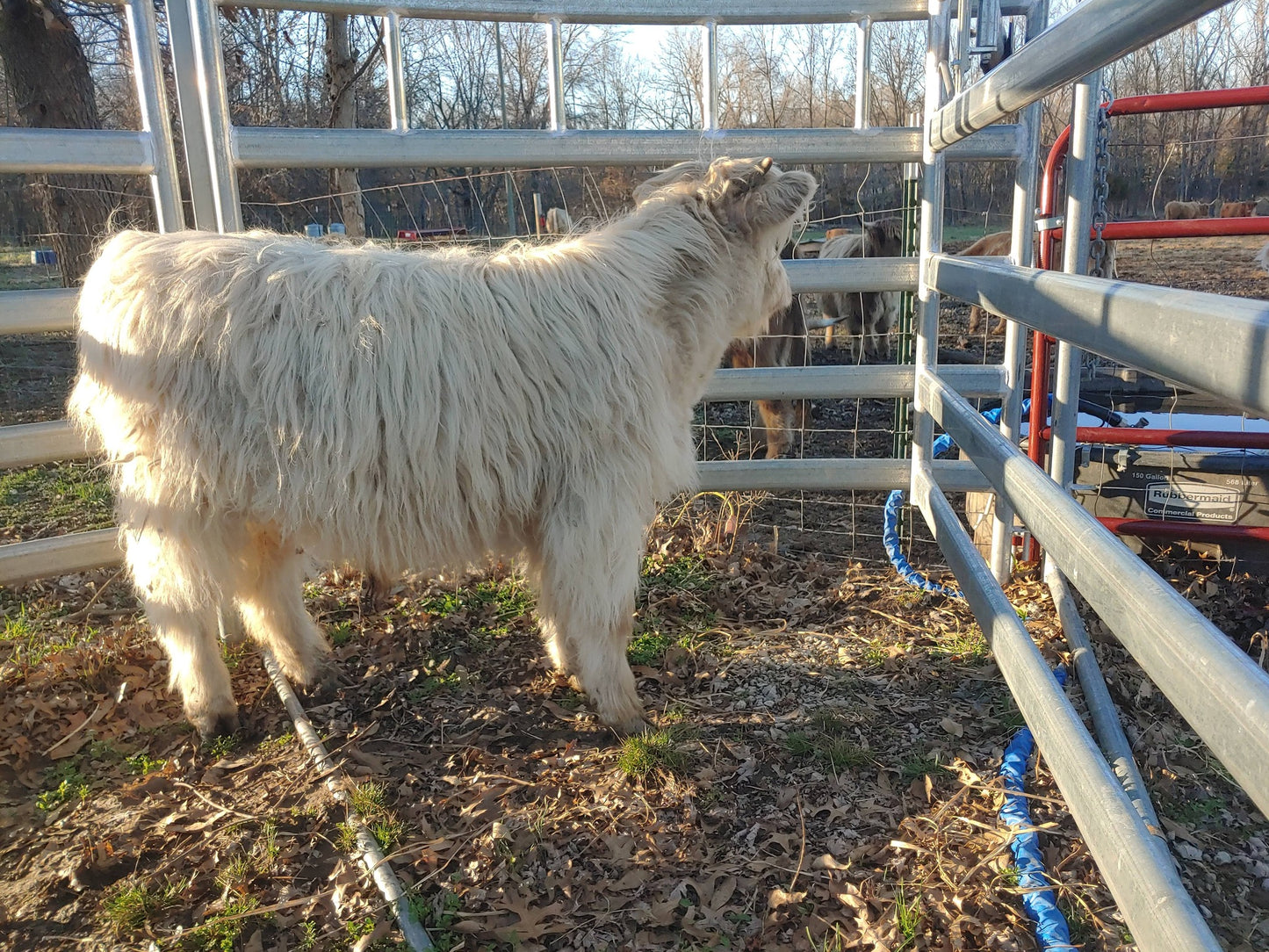 Silver Highland Bull Calf - Small frame